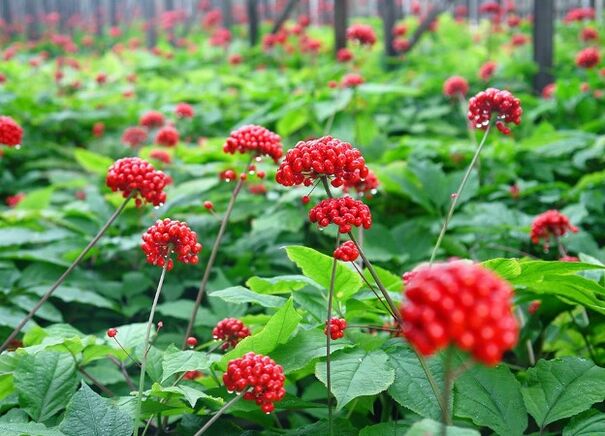 Ginseng